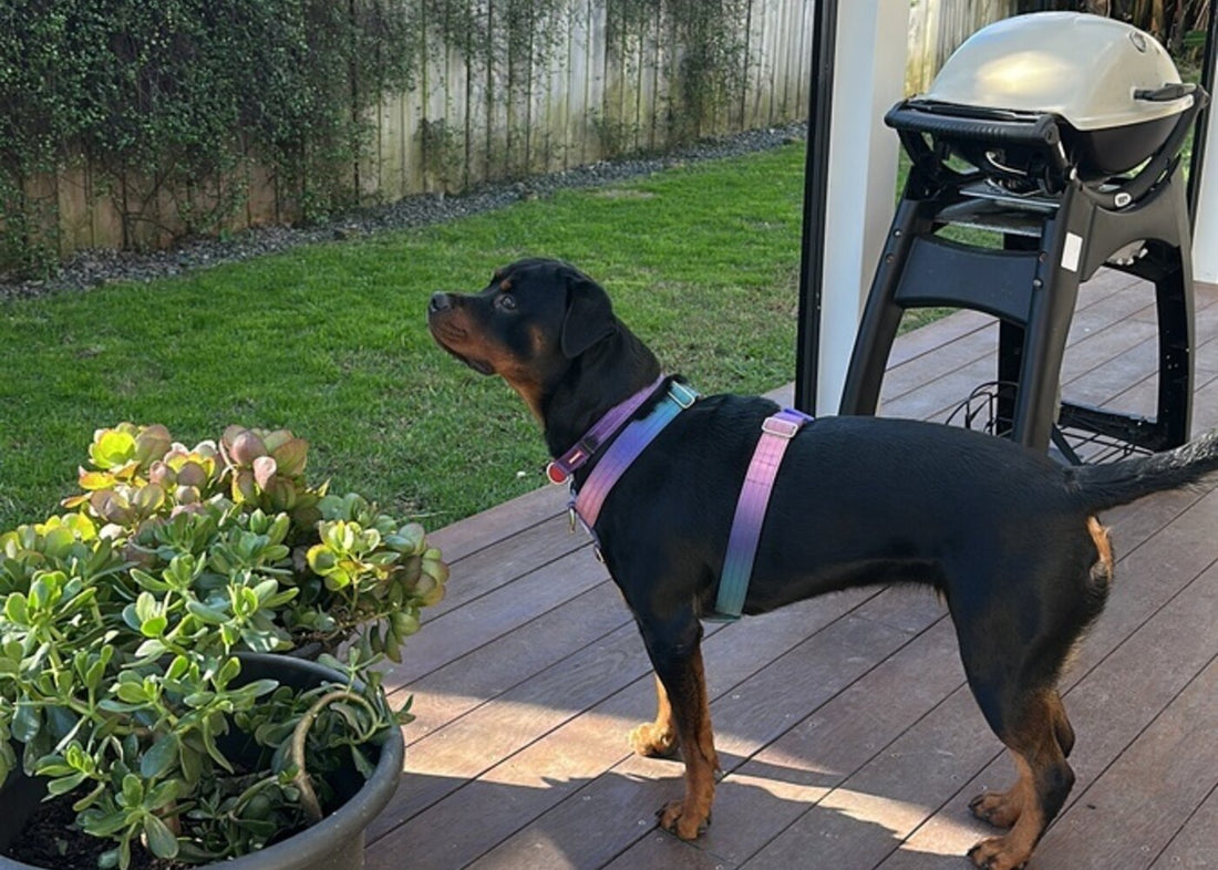 Coco the Rottweiler standing side-on, showing her full body length