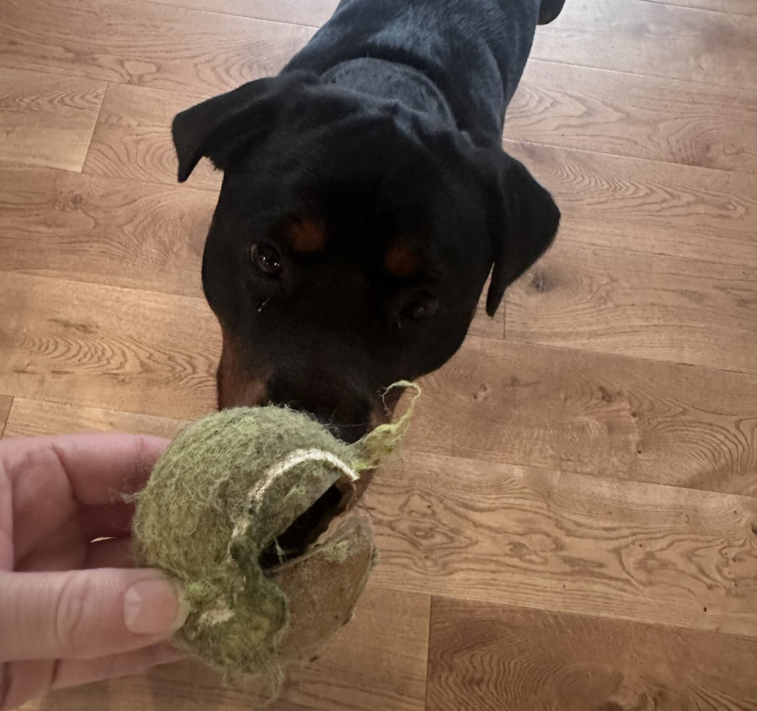 Coco the Rottweiler chewing through a tennis ball