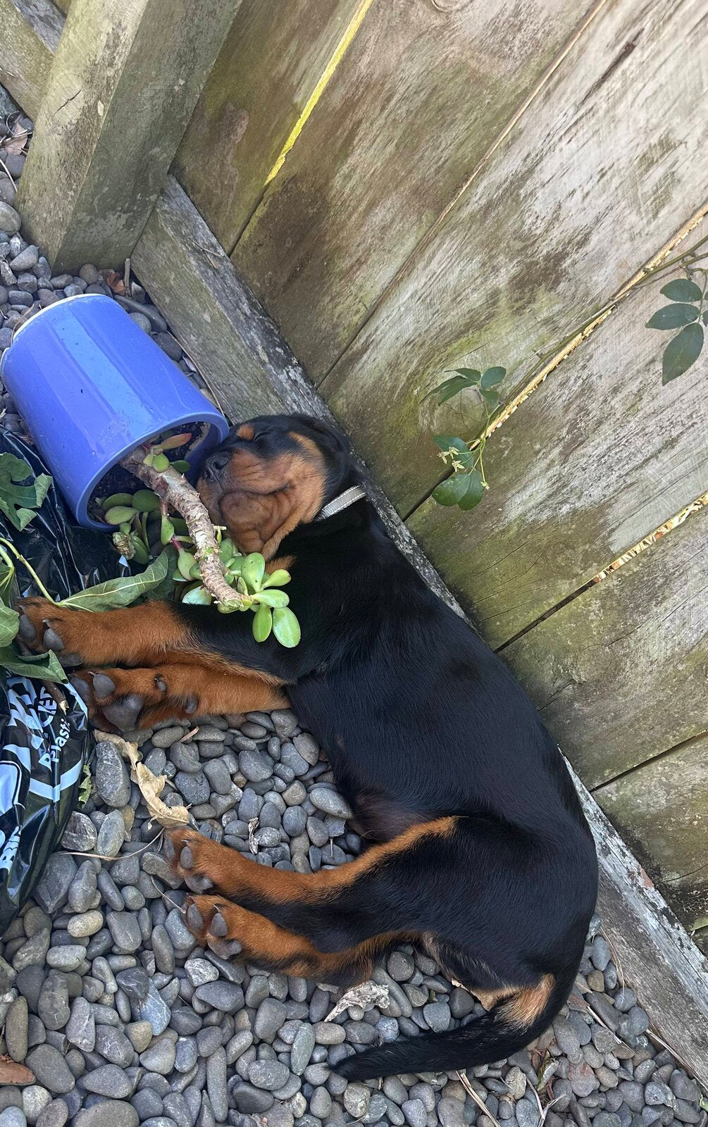 Coco as a puppy destroying a plant pot in the garden